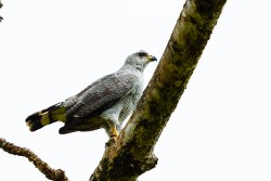 Gray-lined Hawk (Buteo nitidus)